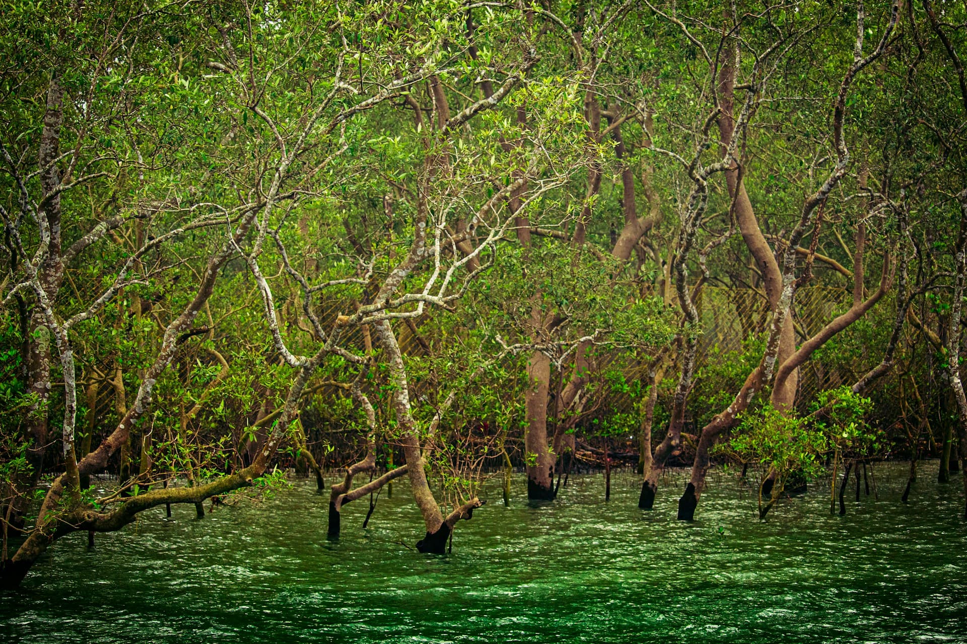 Into the Wild Sundarbans